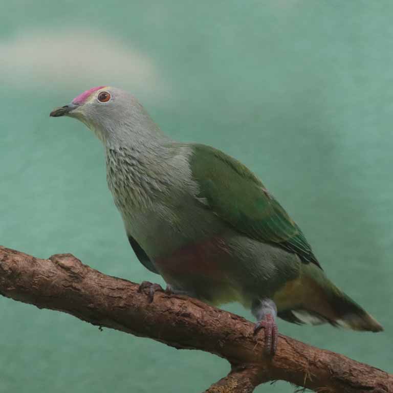 Red-bellied Fruit Dove