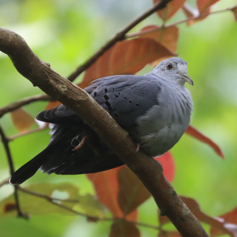 Blue Ground Dove male