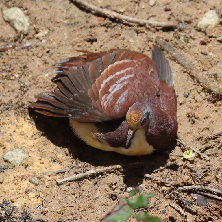 Golden-heart Ground Dove