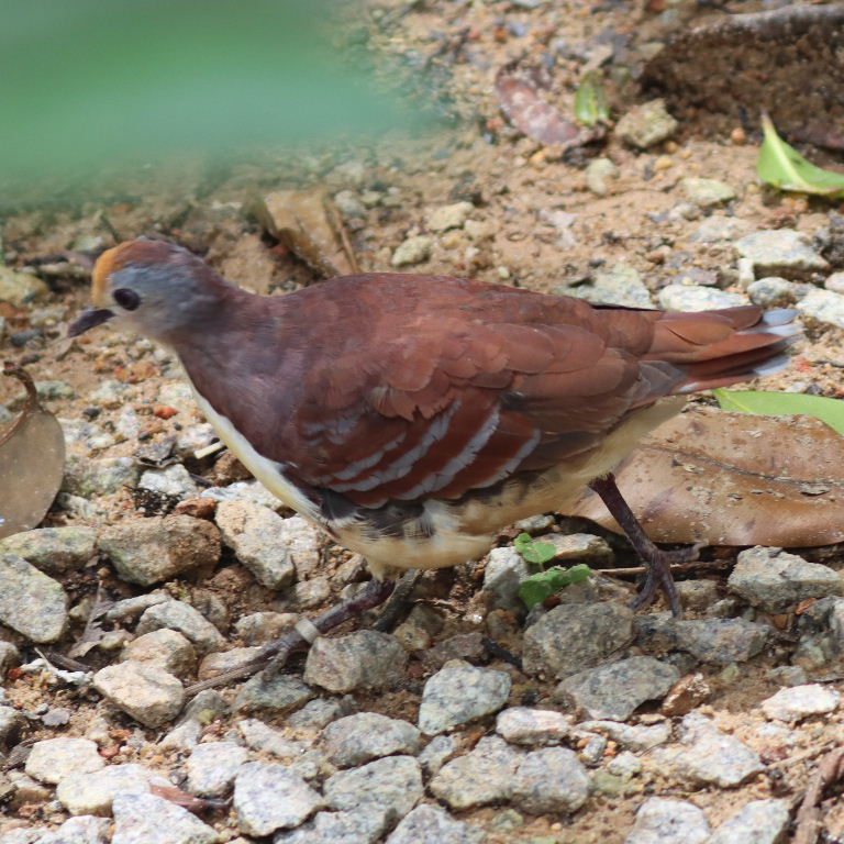 Cinnamon Ground Dove