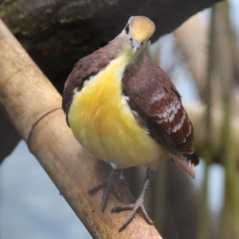 Golden-heart Dove