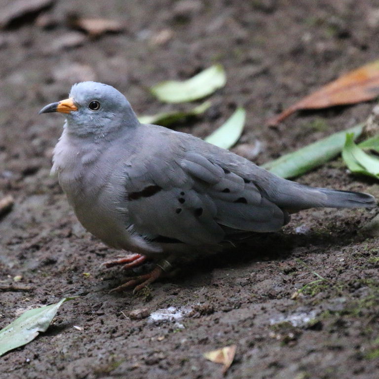 Croaking Ground Dove