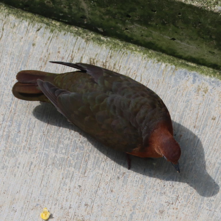 Santa Cruz Ground Dove female