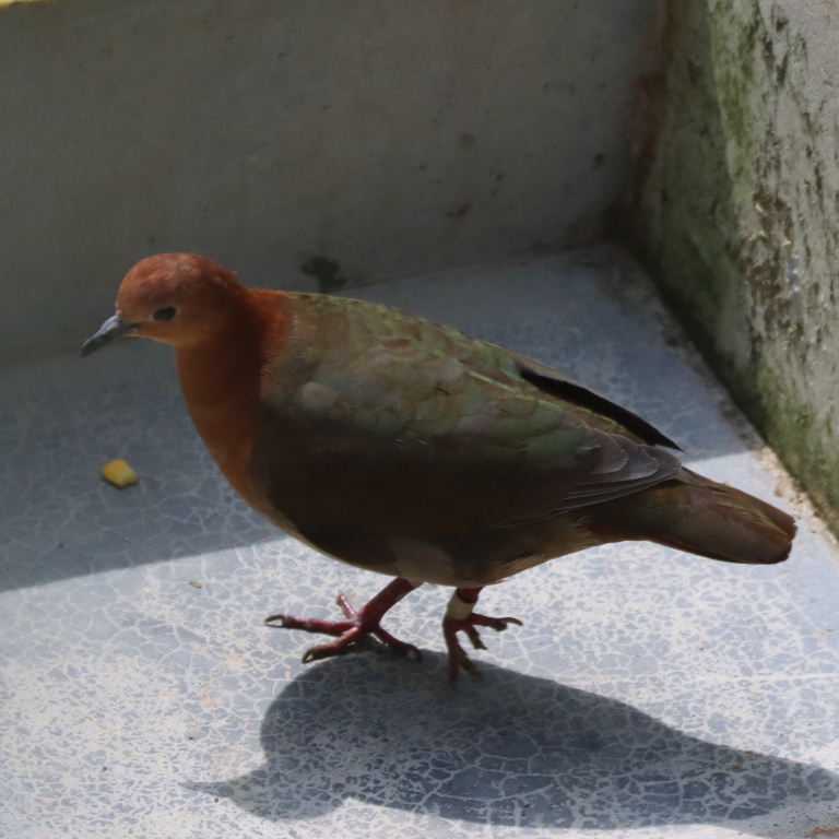 Santa Cruz Ground Dove female