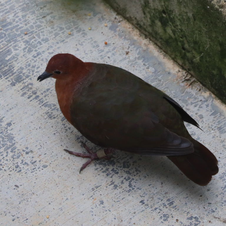 Santa Cruz Ground Dove