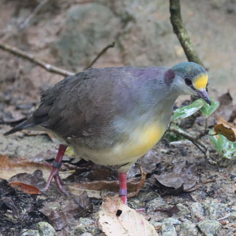 Sulawesi Ground Dove bimaculata