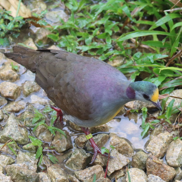 Sulawesi Ground Dove bimaculata