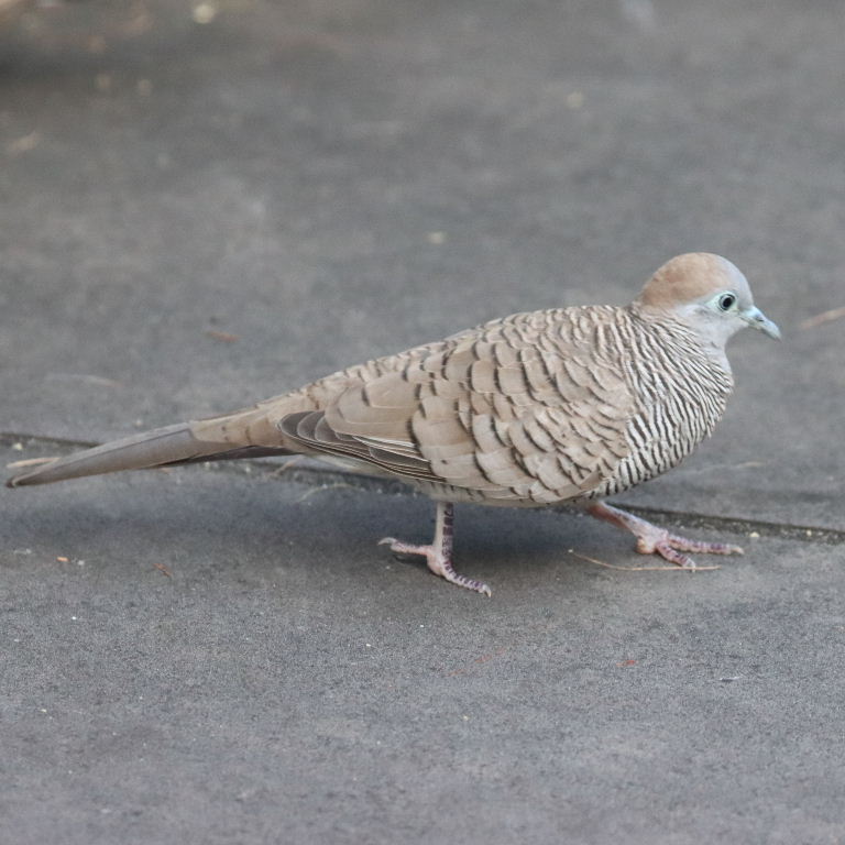 Zebra Dove