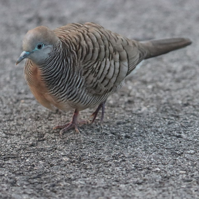 Zebra Dove
