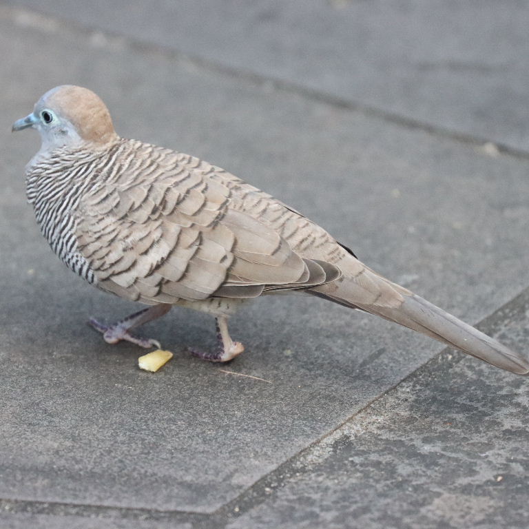 Barred Ground Dove