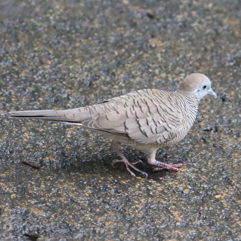 Zebra Dove
