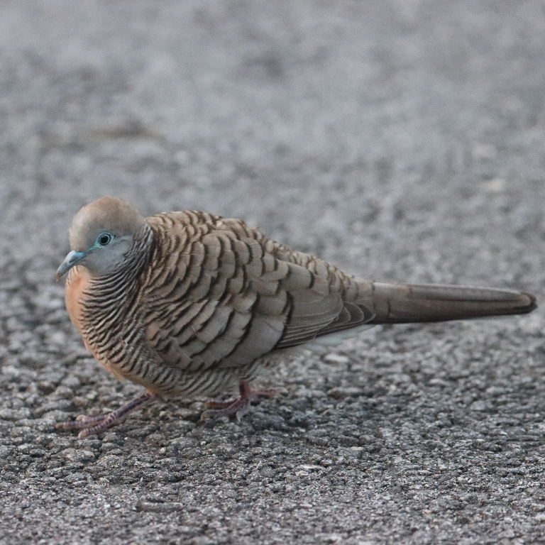 Zebra Dove