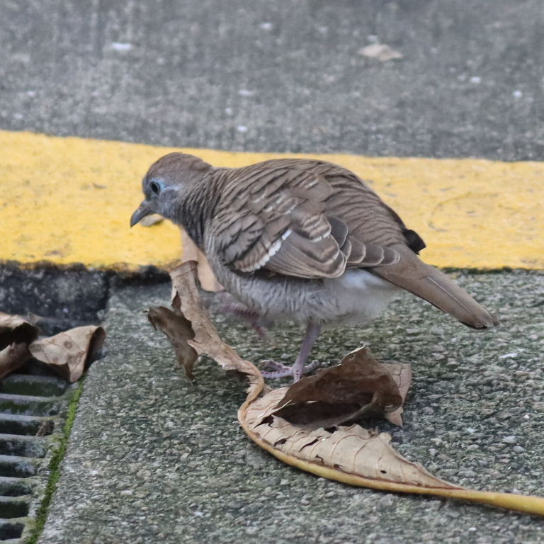 Barred Ground Dove