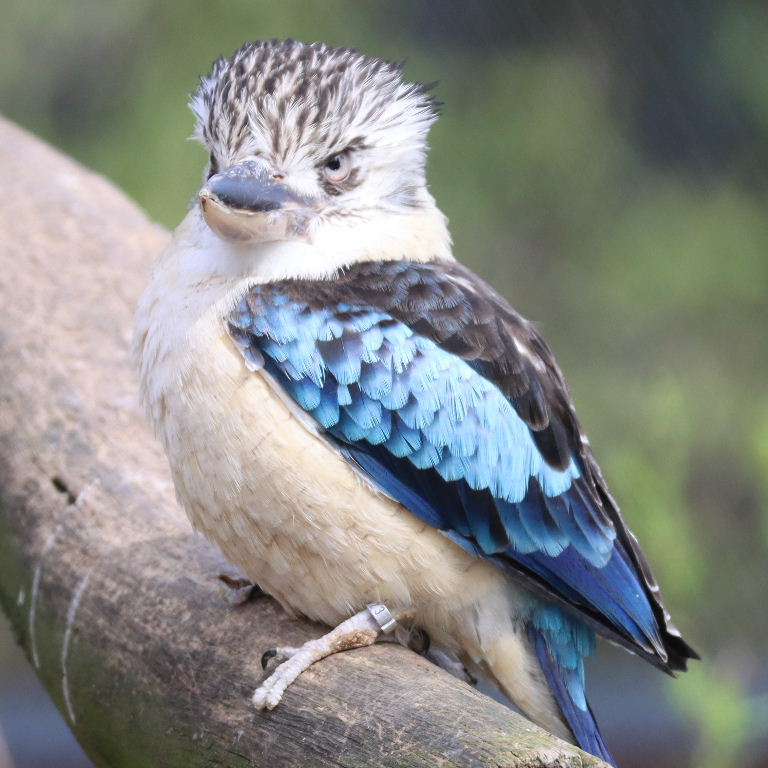 Blue-winged Kookaburra