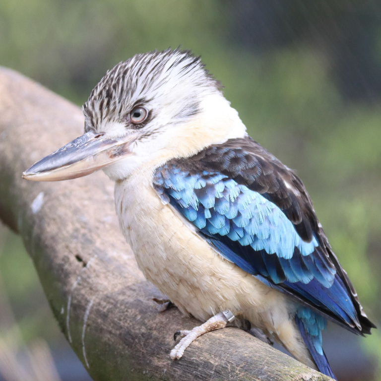 Blue-winged Kookaburra