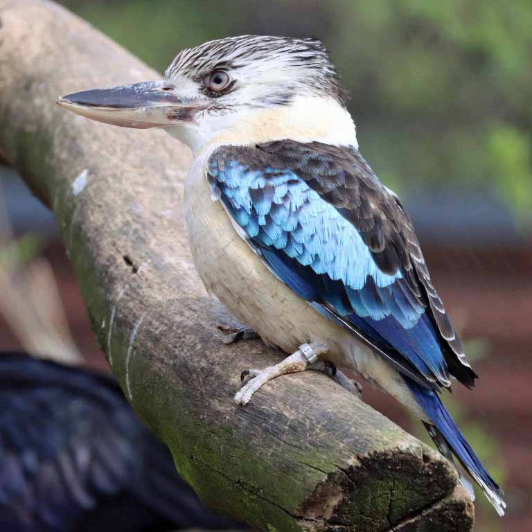 Blue-winged Kookaburra