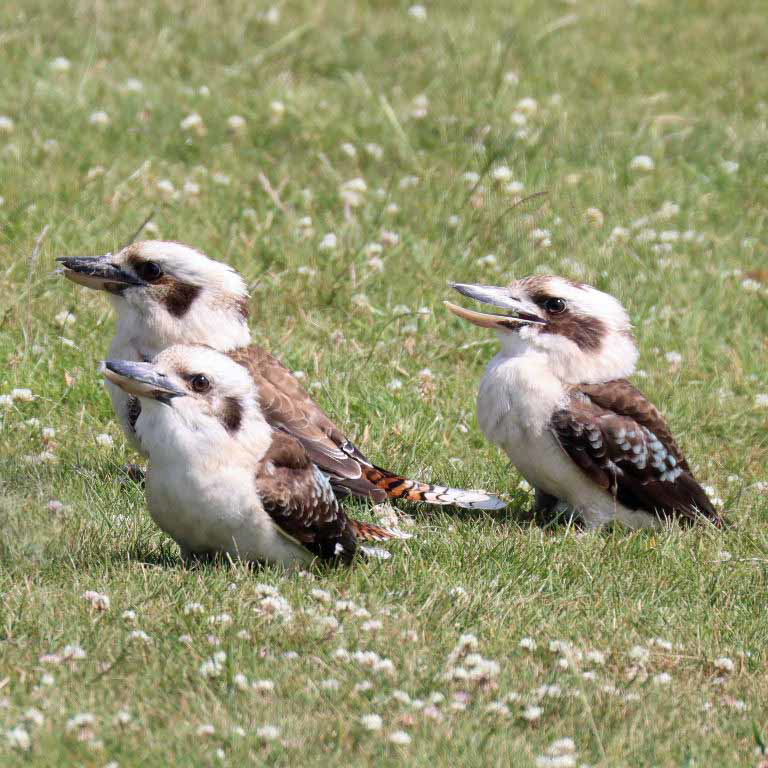 Kookaburra
