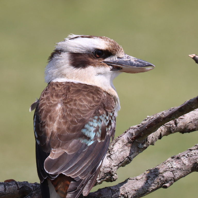 Kookaburra