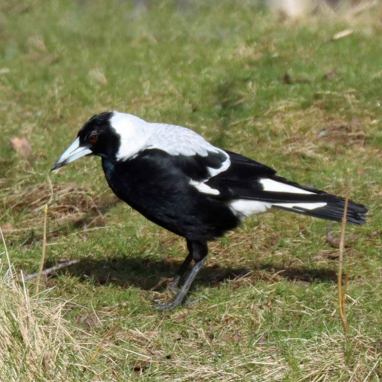 Tasmanian White-backed Magpie