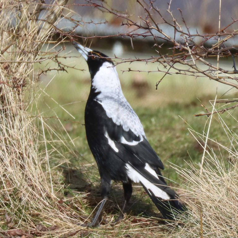 Tasmanian White-backed Magpie