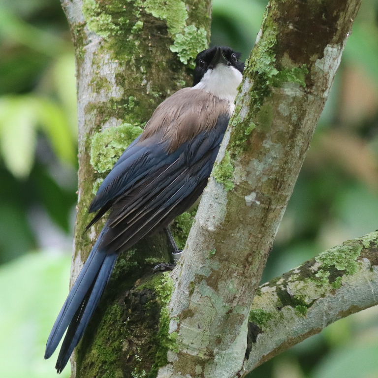 Iberian Blue-tailed Magpie