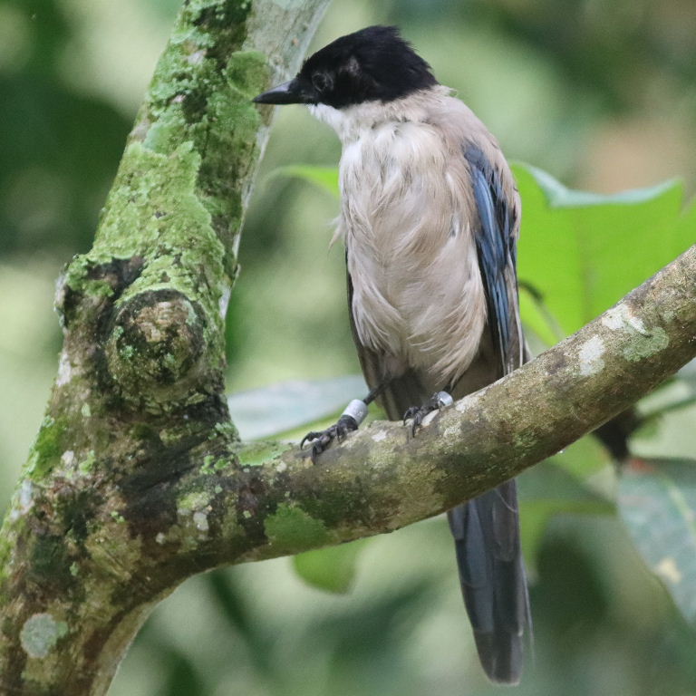 Iberian Blue-tailed Magpie