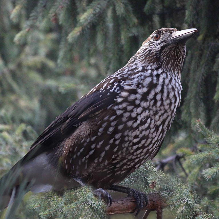 Spotted Nutcracker