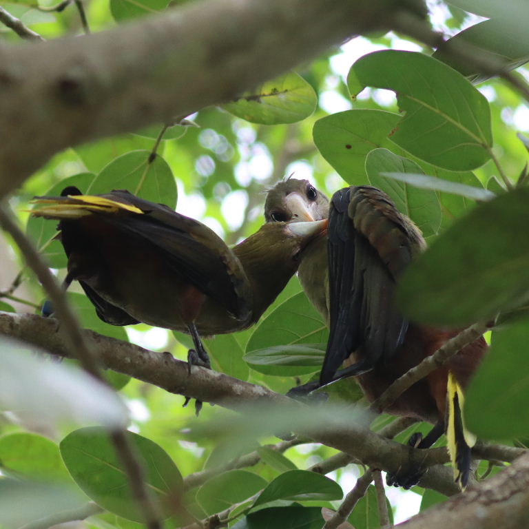 Green Oropendola courting