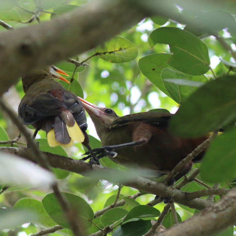Green Oropendola courting