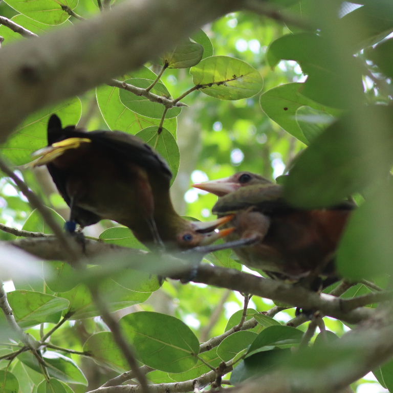 Green Oropendola courting