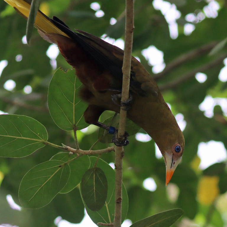 Green Oropendola