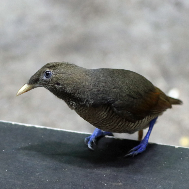 King Bird of Paradise