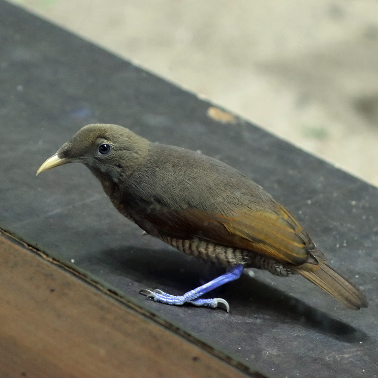 King Bird of Paradise