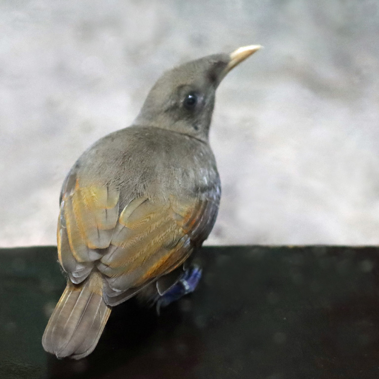 King Bird of Paradise