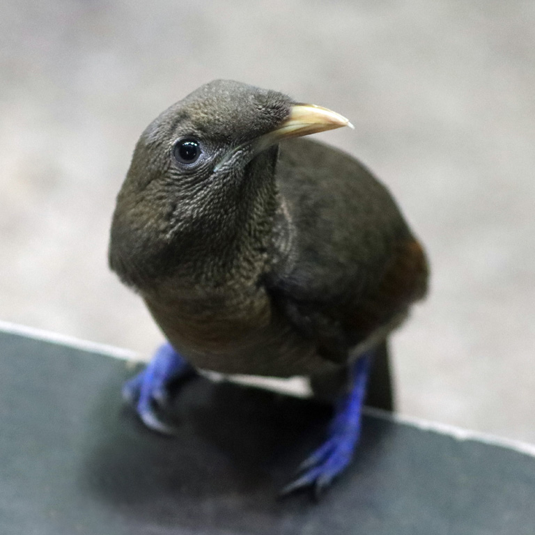 King Bird of Paradise