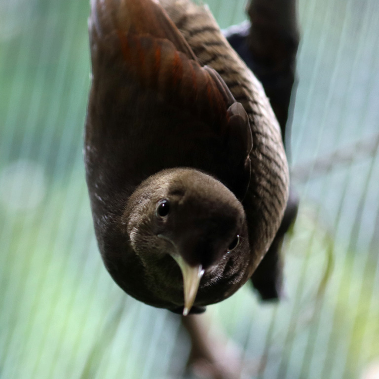 King Bird of Paradise