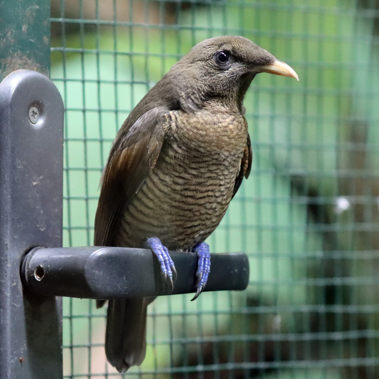 King Bird of Paradise