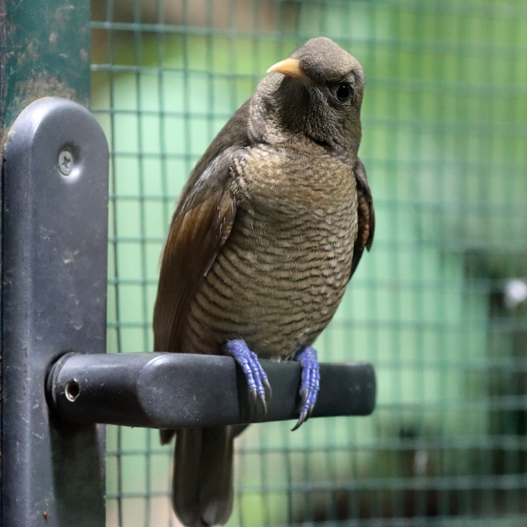 King Bird of Paradise