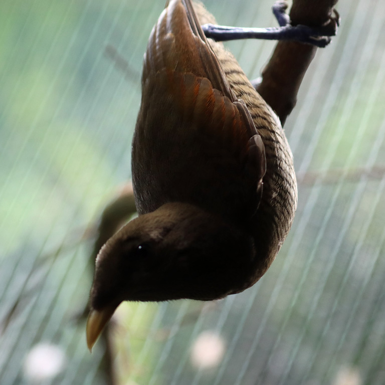 King Bird of Paradise