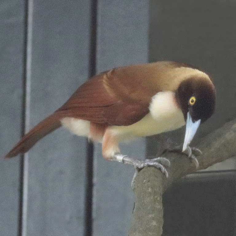 Lesser Bird of Paradise female