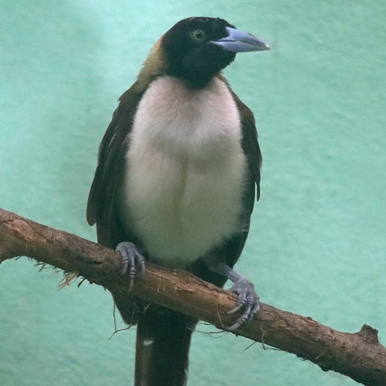 Lesser Bird of Paradise female