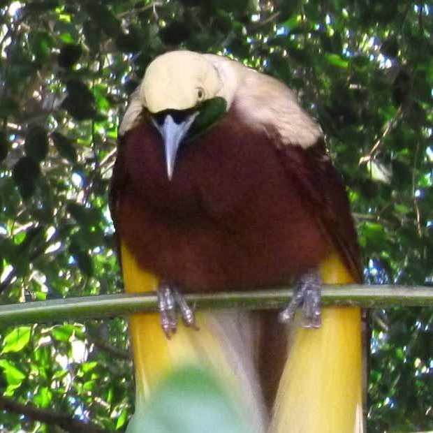 Lesser Bird of Paradise