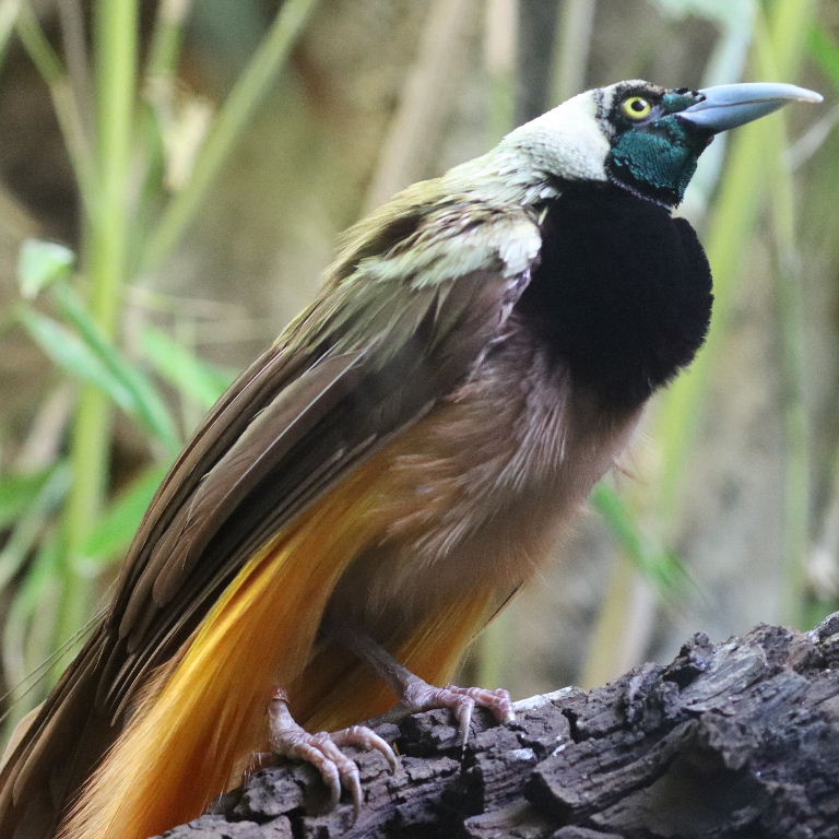 Raggiana Bird of Paradise