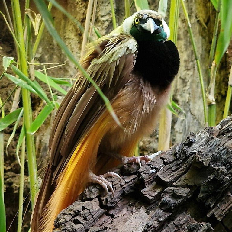 Raggiana Bird of Paradise