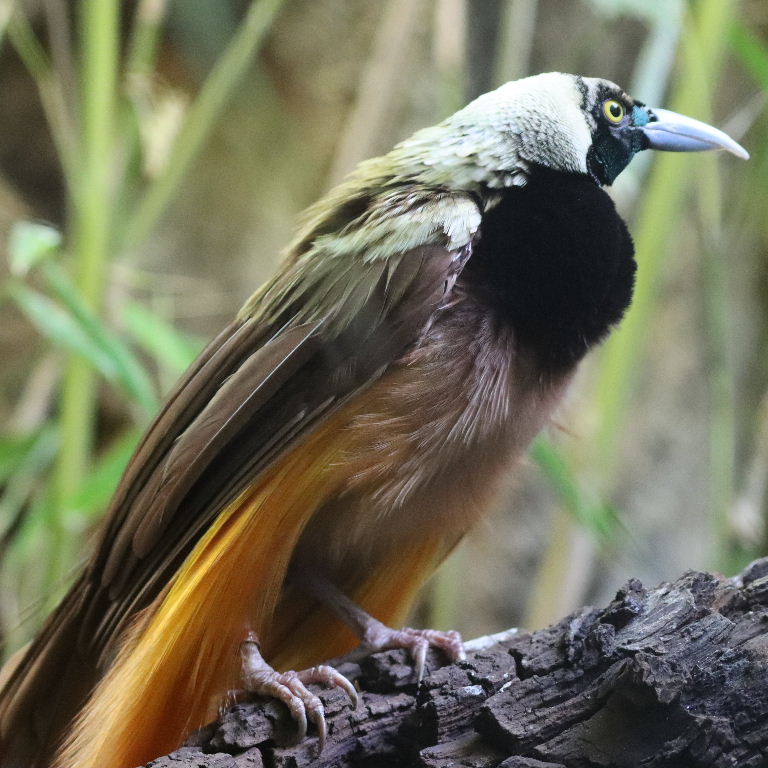 Raggiana Bird of Paradise