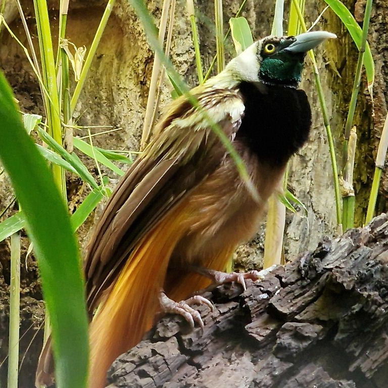 Raggiana Bird of Paradise