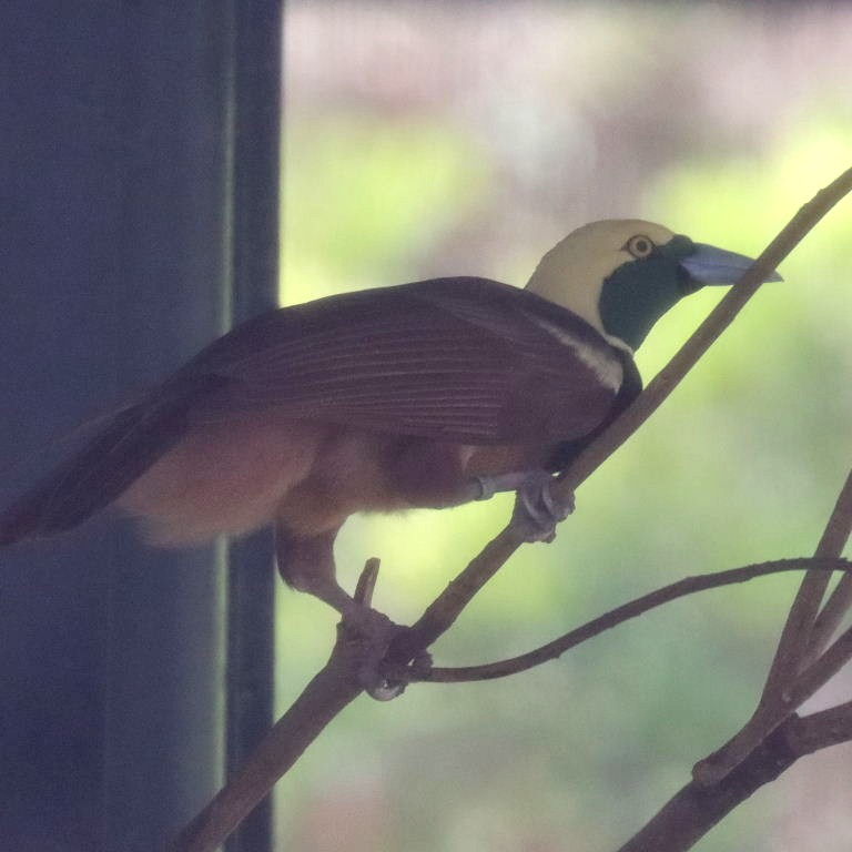 Raggiana Bird of Paradise