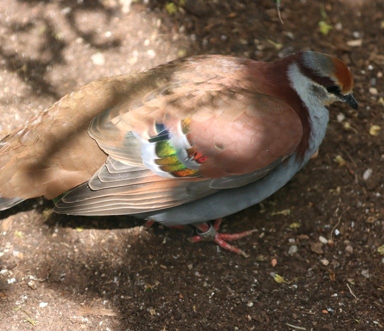 Brush Bronzewing Pigeon