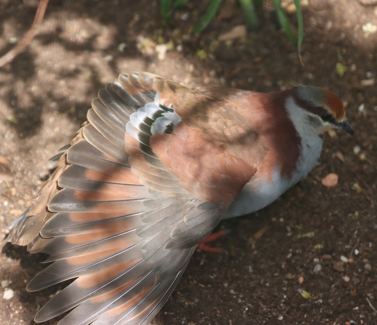 Brush Bronzewing Pigeon