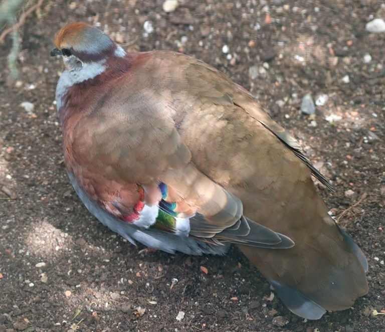 Brush Bronzewing Pigeon